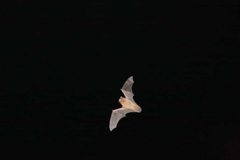 Bat Watching Madeira - Key things to know before you go