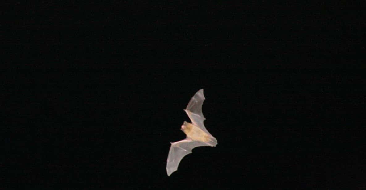 Bat Watching Madeira - Why Madeira bats are a big deal (and why you’ll only see them at night)