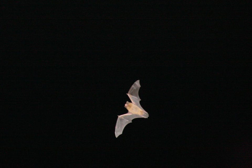 Bat Watching Madeira - The 3-hour night flow: transfers, gear, and multiple lookout stops