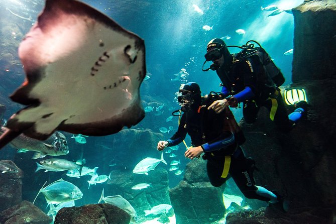 Diving in the Madeira Aquarium - Key things that make this Madeira Aquarium session worth your time