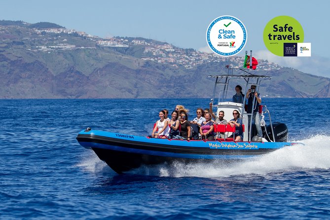 Dolphin - Whale - Turtle - Bird Watching - Dolphins and whales: what you can realistically expect to spot