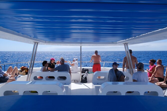 Eco-Friendly Catamaran Dolphin and Whale Watching - Key Points Before You Go