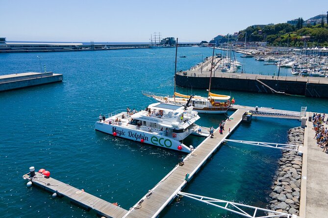 Eco-Friendly Catamaran Dolphin and Whale Watching - Animals You Can Expect to Look For (and What Reality Feels Like)