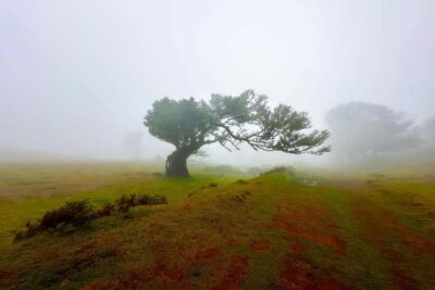 Fanal / Assobiadores - Levada Walk - Laurisilva under your feet: UNESCO forest, real old trees