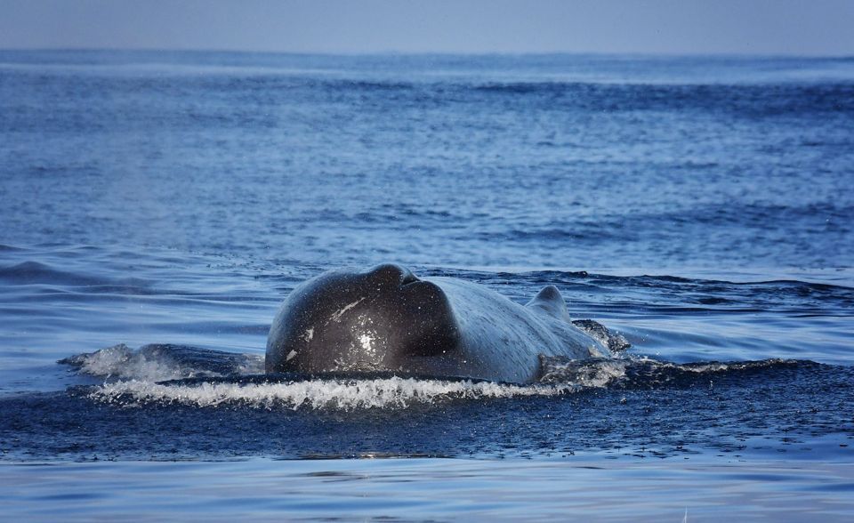 From Calheta: Madeira Whale and Dolphin Watching Boat Tour - The Search at Sea Around Madeira: What You Might Spot