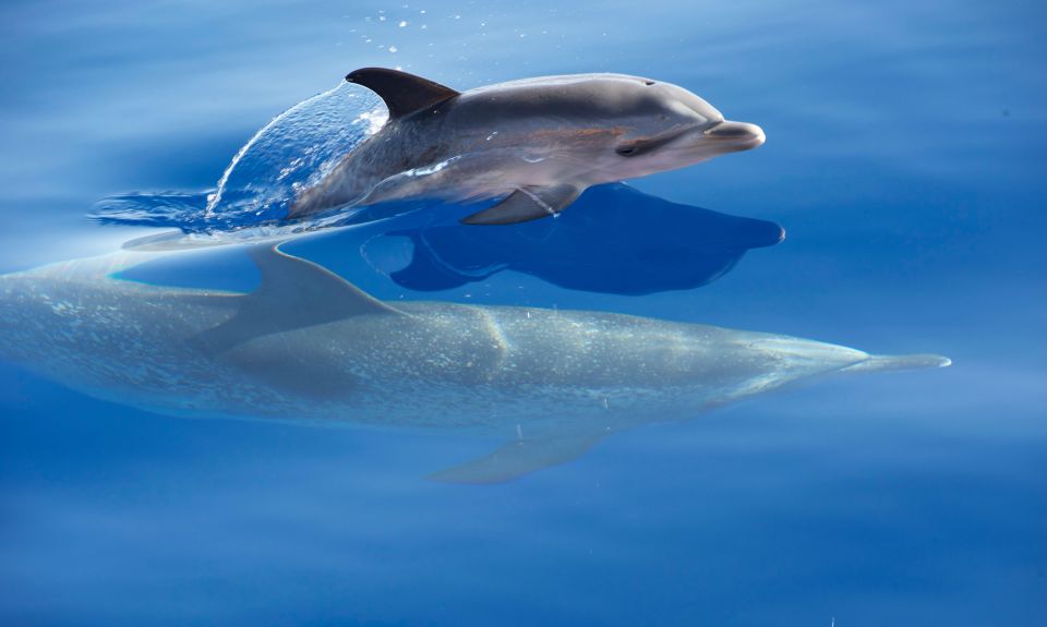 From Calheta: Madeira Whale and Dolphin Watching Boat Tour - Crew, Captains, and Guides: Names You’ll Hear and Why It Matters