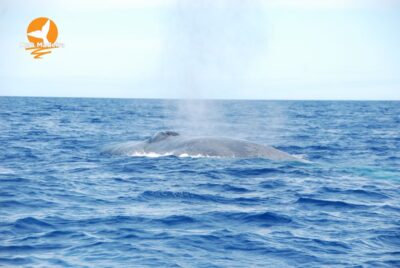 From Calheta: Whale and Dolphin Watching RIB Boat Tour - From the H2O Madeira office to open water: how the 2 hours flow
