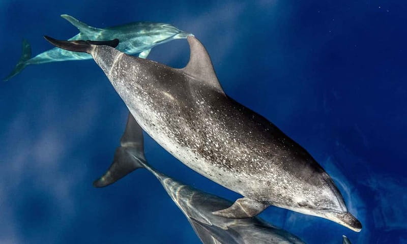From Funchal: Ecological Catamaran Dolphin Whale Watching - Meeting on Funchal Marina and Choosing Your Spot