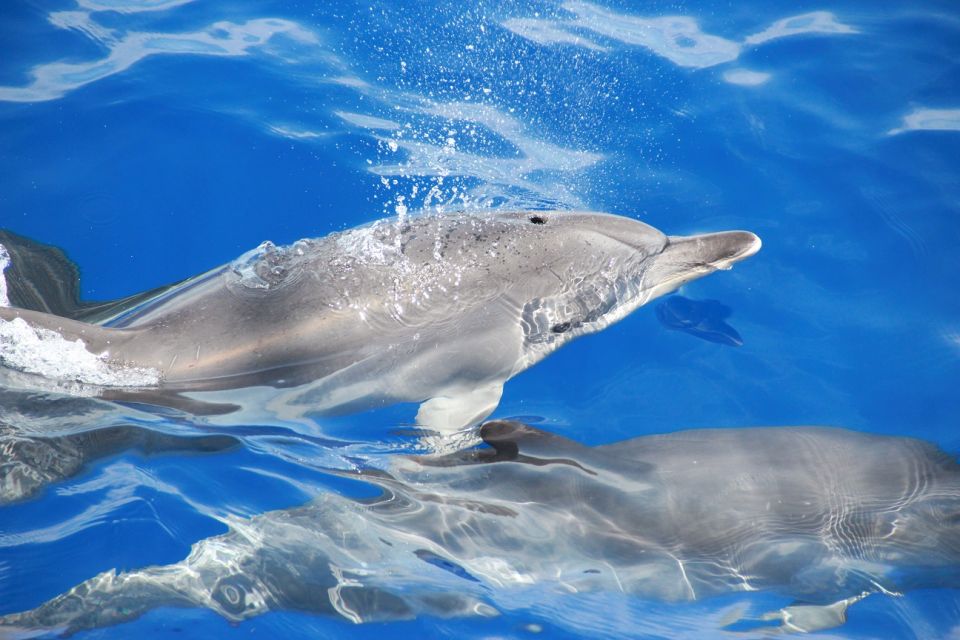 From Funchal: Madeira Dolphin and Whale Watching Tour - Who Should Book This Tour (and Who Might Skip It)