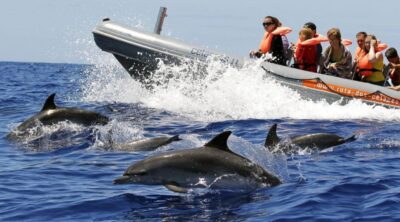 From Funchal: Whale and Dolphin Watching - Getting to the meeting point at Galerias de São Lourenço (Store 35)