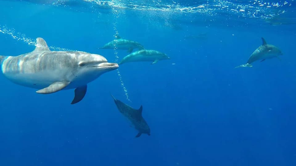 From Funchal: Whale and Dolphin Watching - Safety, animal respect, and why the smaller boats matter
