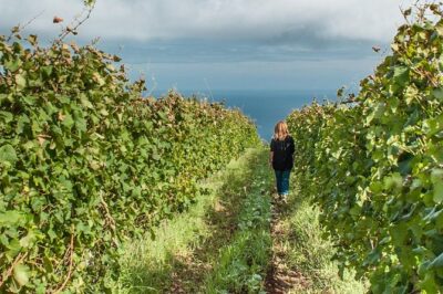 Full-Day Madeira Wine Tasting Tour with Lunch - Funchal in the middle of the day: quick city context, not a long detour