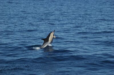 Funchal: Dolphin and Whale Watching Catamaran Cruise - The 3-hour flow: from departure to Cabo Girão and back