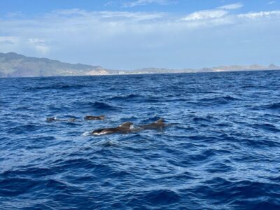 Funchal: RIB Whale Watching Cruise and Optional Dolphin Swim - Safety briefing and gear: what happens before you hit open water