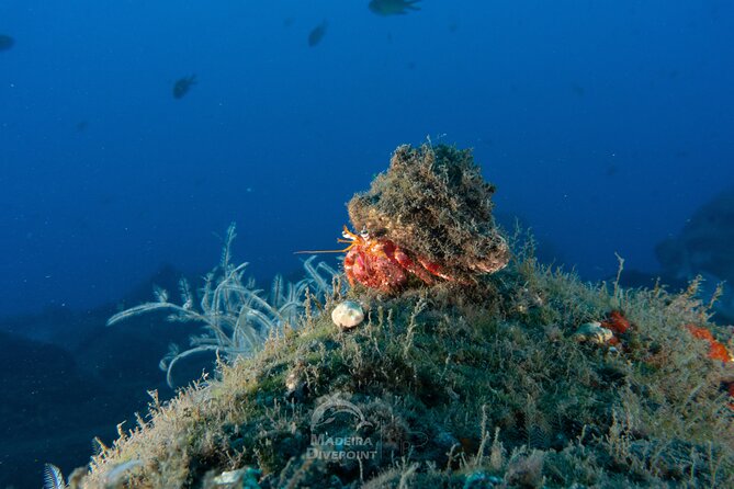Funchal: Scuba Diving Experience for Beginners - Entering the Sea Over a Private Reef in Funchal