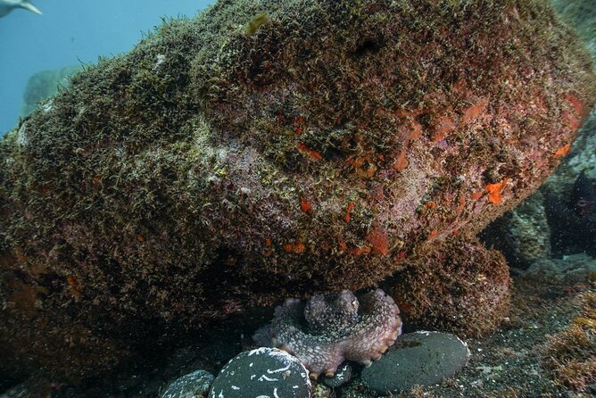 Funchal: Snorkeling Adventure in Eco-Park / Shore or by Boat - Who This Snorkeling Trip Fits Best