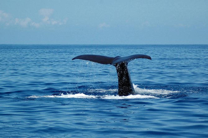 Half-day Catamaran Trip from Funchal - A 3-hour catamaran escape from Funchal’s marina