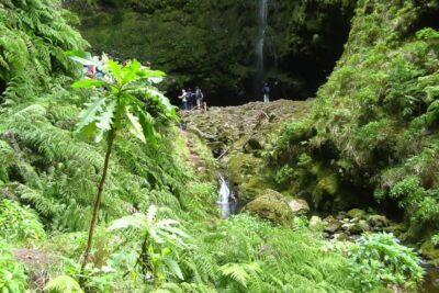 Levada Walk and Caldeirao Verde Waterfalls: Madeira - Getting There: Pickups, Transfers, and a 7-Hour Day