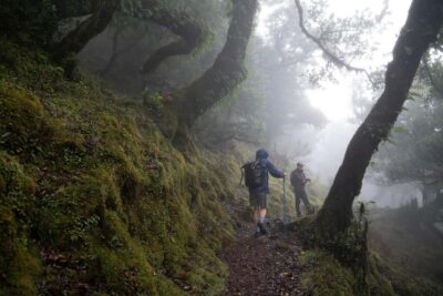 Madeira: PR 9 - Levada do Caldeirão Verde Hike Transfer - Pickup and transfer: the stress-free start that’s worth paying for