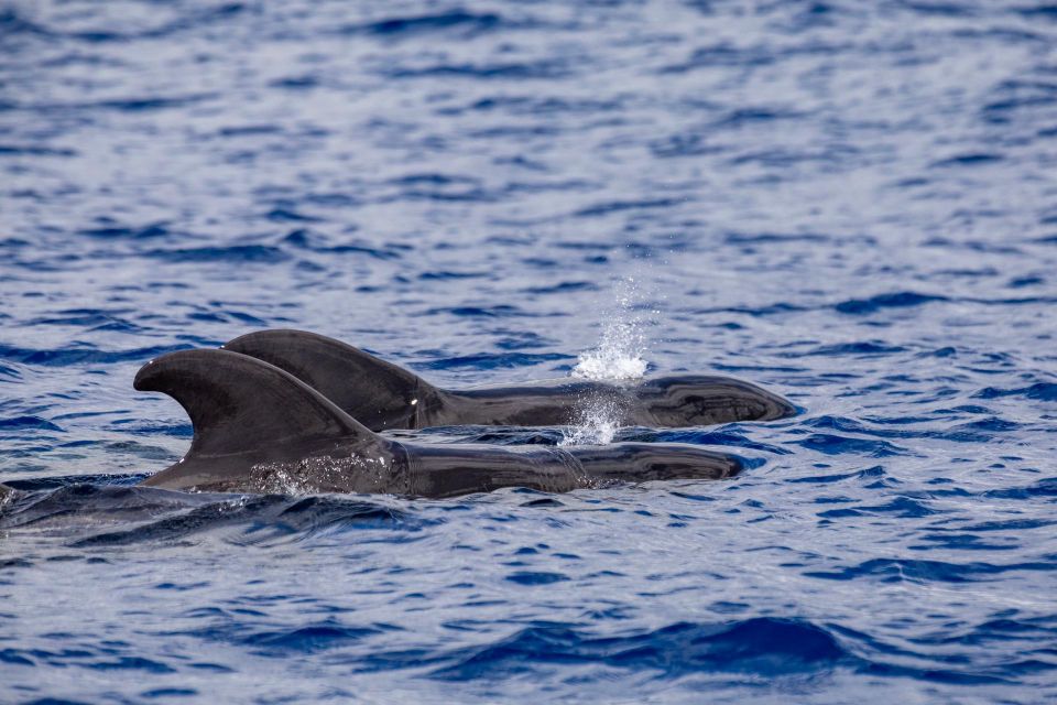 Madeira: Whale and Dolphin Watching Tour - Summer snorkeling and swimming stop: gear, timing, and how to prep