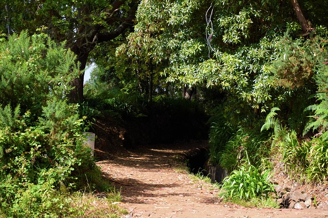 Paradise Valley Beauty Walk - Price and Value: $34.70 for Four Hours in Madeira