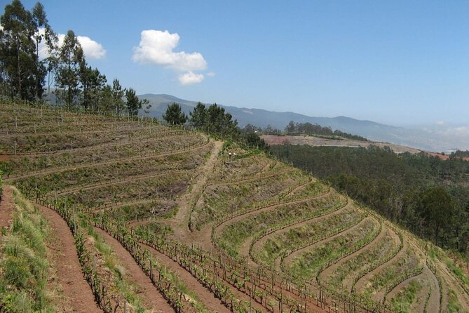 Private Half-Day Tour of Wine Fields in Portugal - Starting in Funchal: Meeting Point, Pickup, and Timing That Works