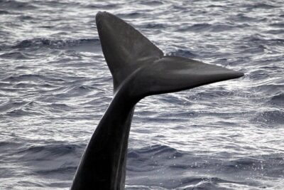 Responsible Whales and/or Dolphins Watching Tour - Meeting at Marina do Funchal: Find Gate 4 Early