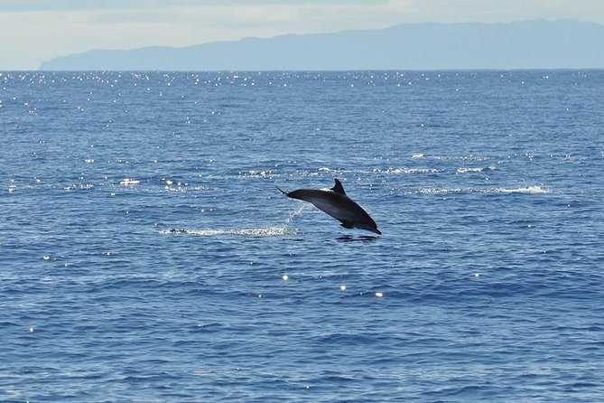 Seaborn Catamaran trips - Should you book Seaborn catamaran trips for whales and dolphins in Madeira?
