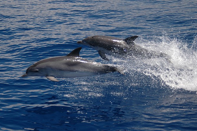 Seaborn Catamaran trips - FAQ