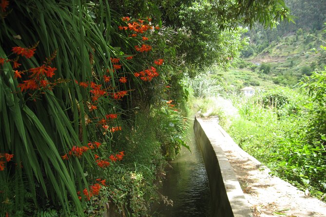 Walking Experience in the Serra D'Água Valley - The guide’s nature talk: history, fauna, and flora you can actually use